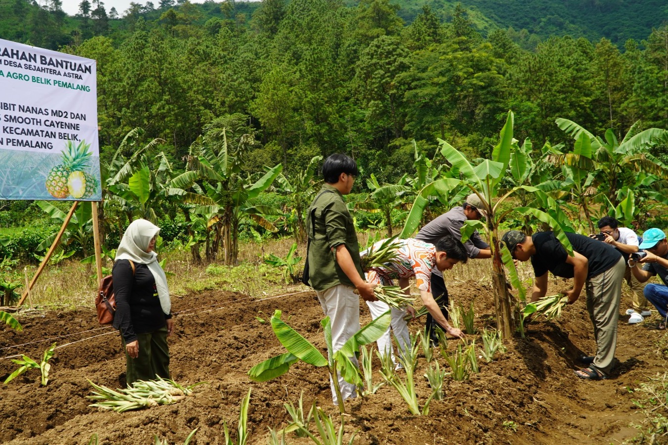 Bulakan Dukung Program Astra: Penanaman 2.000 Bibit Nanas Unggulan untuk Ekspor