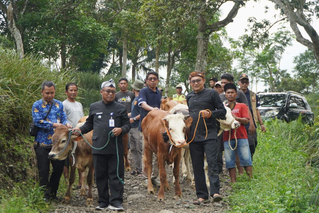 BUMDes Bulakan Sejahtera Perluas Usaha dengan Peternakan Sapi
